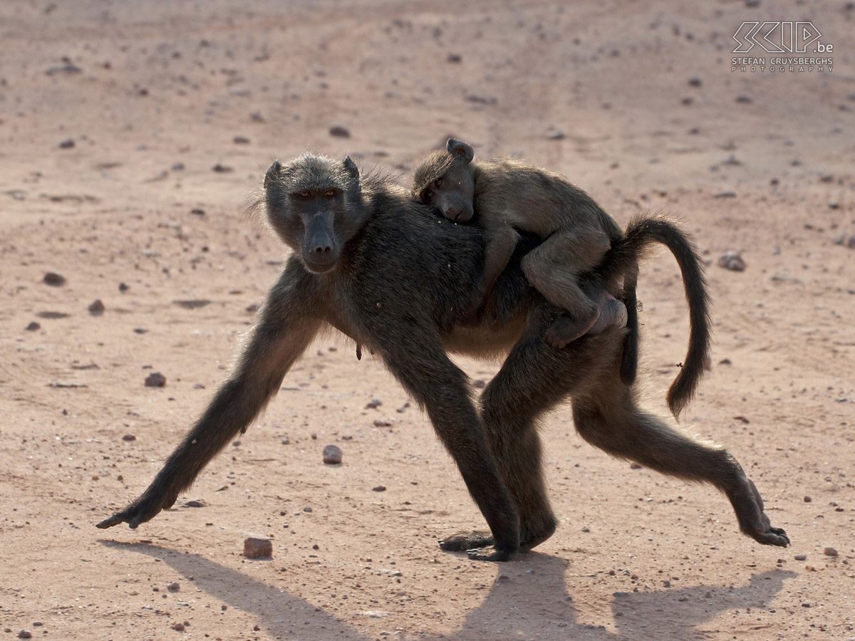 Waterberg - Chacma baboon with baby  Stefan Cruysberghs